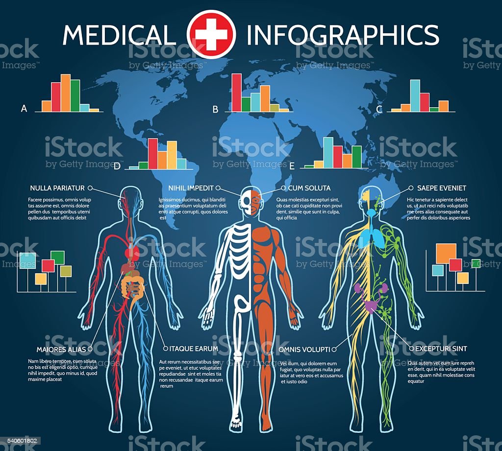 Human Body And Organs Systems Infographic Anatomy System 3d Rendering Stock Photo - Download ...