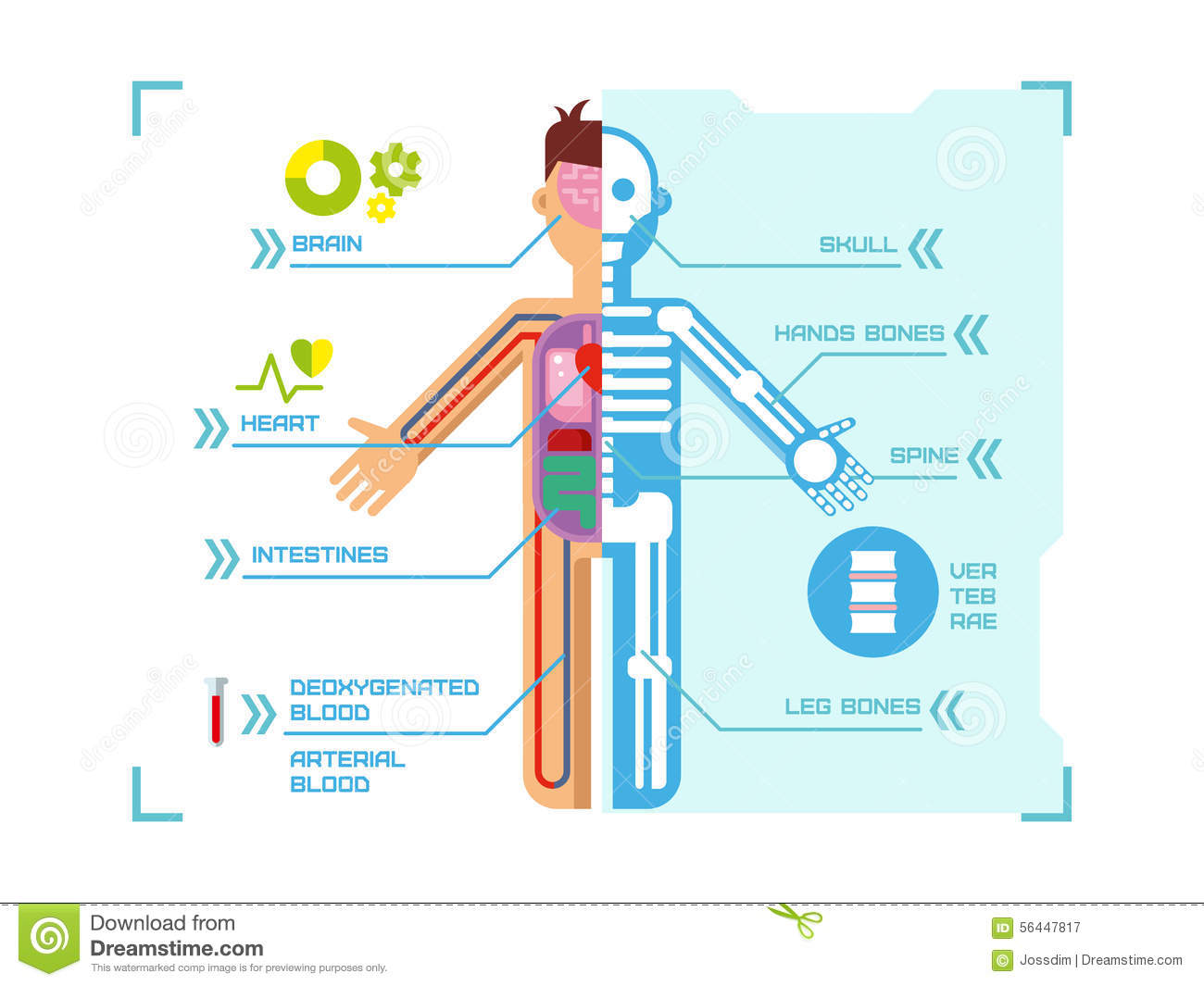 Medical infographic with orthopedic anatomy charts | Custom-Designed Illustrations ~ Creative Market