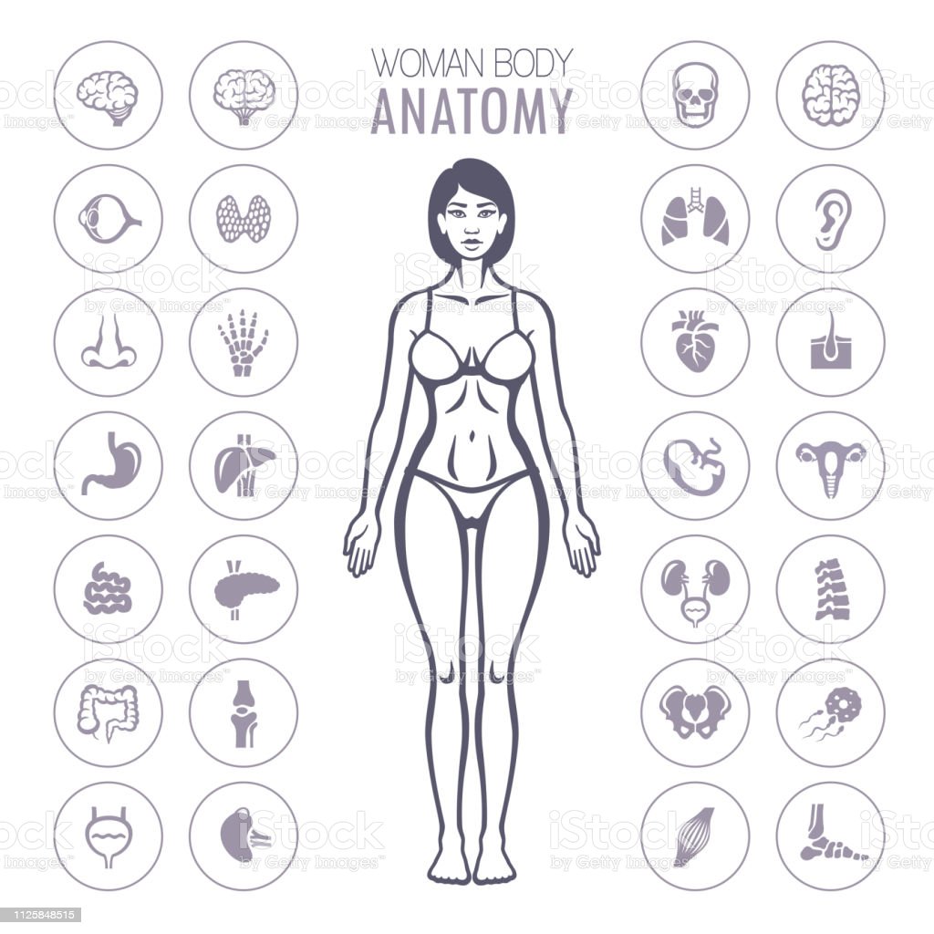 Medical Infographic With Human Anatomy Stock Vector - Image: 59751184