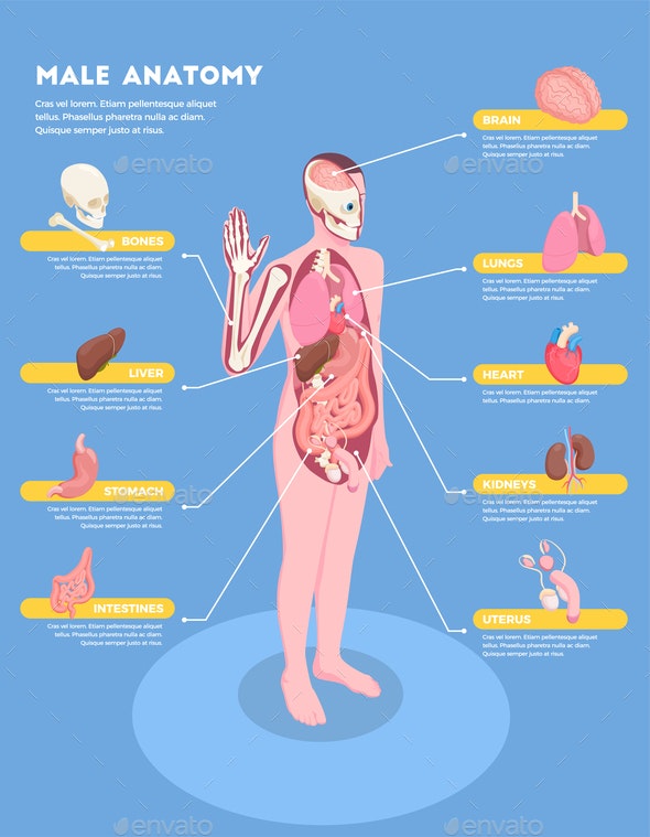 Human Anatomy Infographic Elements stock illustration - Getty Images