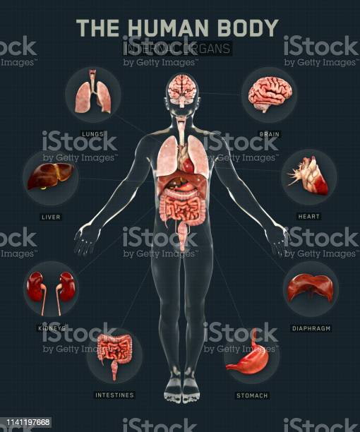 Infographic Anatomy Stock Illustrations  12,829 Infographic Anatomy Stock Illustrations ...