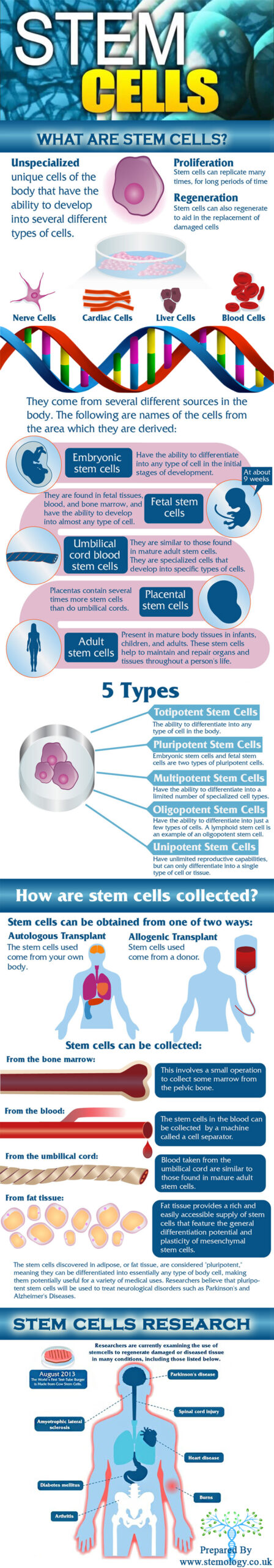 Specialized Cell : Infographics