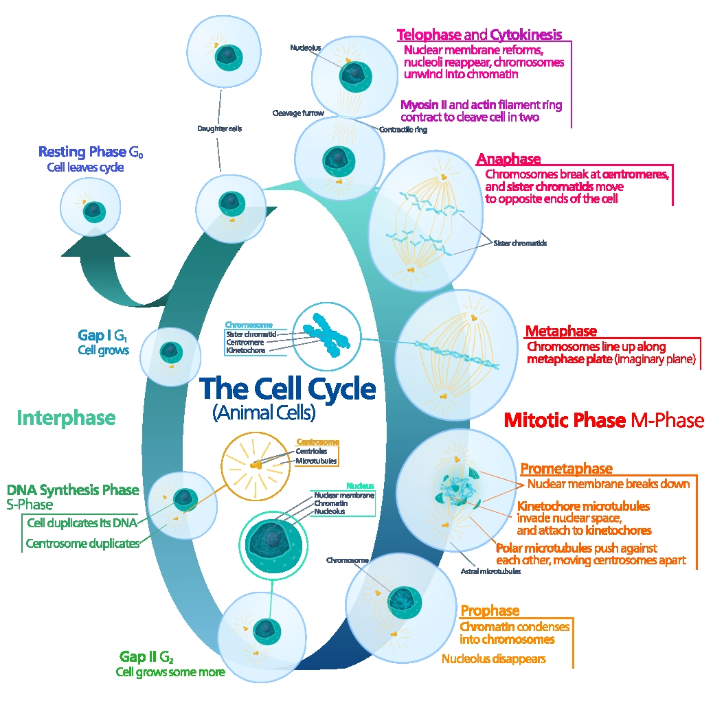 2017_Task 3 Cell Organelle InfoGraphic - Integrated Science 11