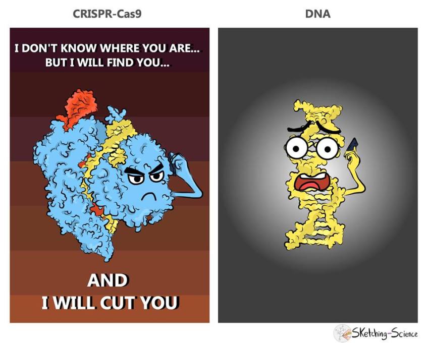 Designer Babies  The Problem With Chinas CRISPR Experiment  memes
