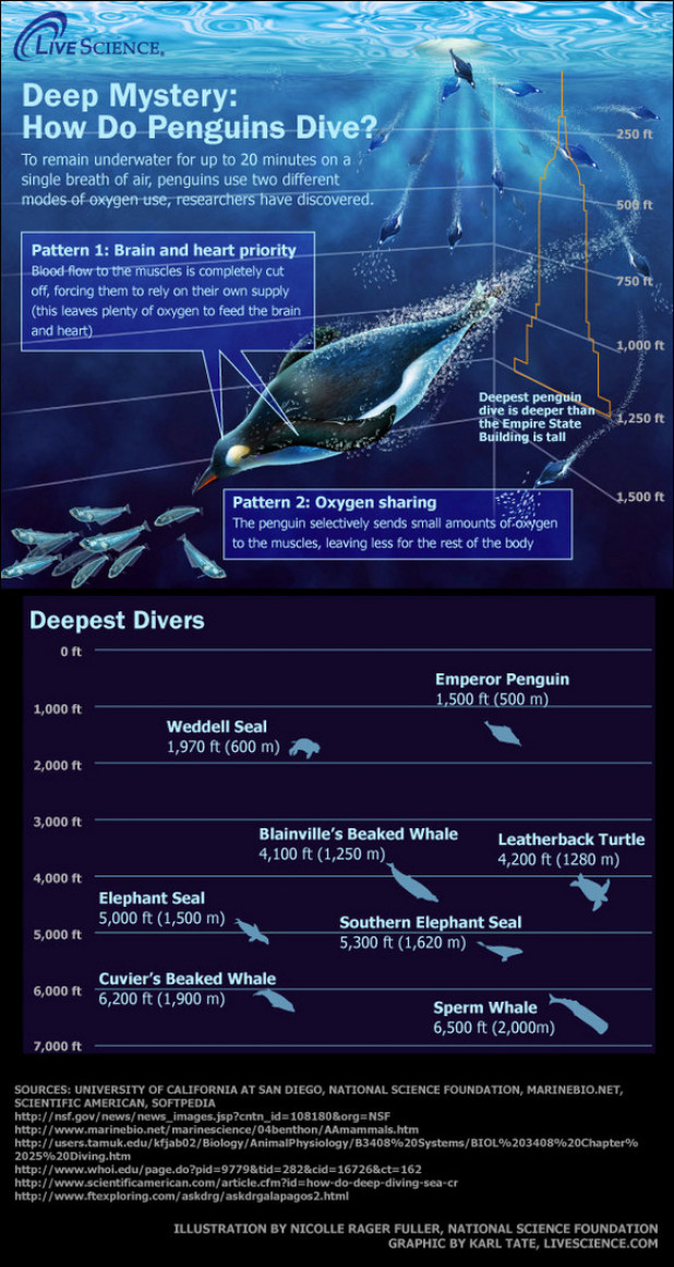 30 Fascinating facts about the ocean infographic | Dive Master Insurance